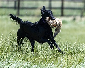 Kiri