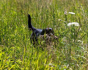 Sophie