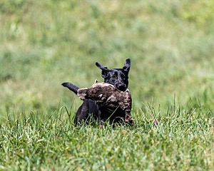 Lucy Ata