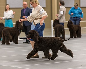 207 - GCH CH Flintcrest First Strike Fintan