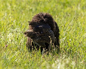 Ghillie Kezer