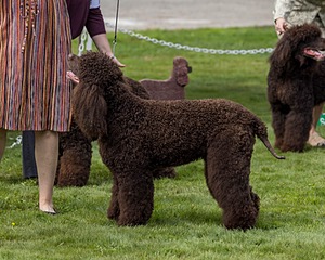 11 - GCH CH BREKKON'S FIRST MARK BN RN CGC TKN (Hunny)