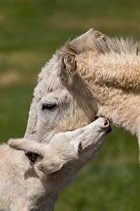 Burros, Custer State Park, South Dakota