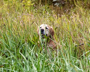 Ghillie Deresienska