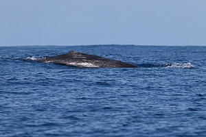 Sperm Whale