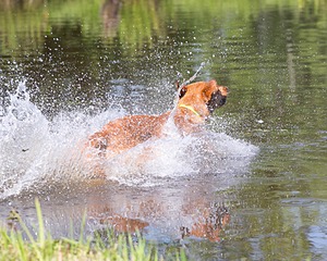 Gator Roche