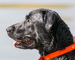 Brutus Culbertson
