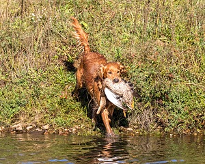 Canoe Lantiegne