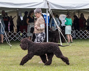 25 - GCH CH POOLE'S IDE RIPTIDE OHS RI DS CGC (Rip)