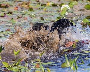 Nancy Freita's Dog