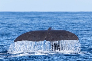 Sperm Whale