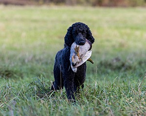 Briscoe Cassidy