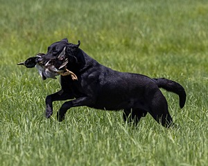 Cane Robichaud