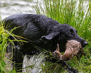 Hunter Law
