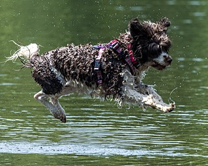 Tillie Lattrell