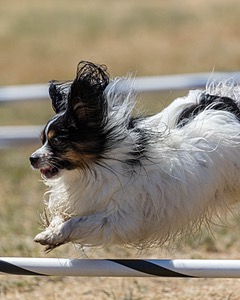 20160618-CCKC-2069.jpg