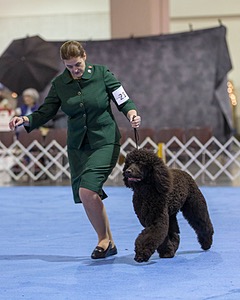 21 - GCHB CH Flintcrest Full Monty (Jonny)