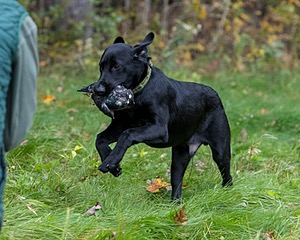 Watson