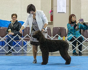 15 - GCH Am/Can CH Chantico's Shelter From the Storm Am/Can CD RN MX AJX OF DS (Reef)