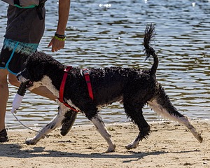 Bohdi Mayo