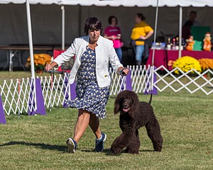 17 - GCH CHANTICO'S SHELTER FROM THE STORM RN XF MX CD RA AXJ (Reef)