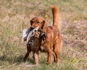 Tracker