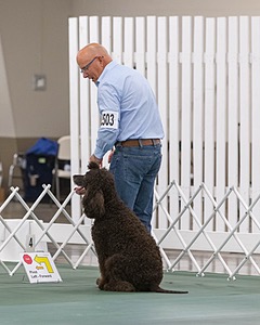 2503 - GCH CH BLACKTHORN'S KEEVA CROMPTON AX AXJ XF RN CGC (Keeva)