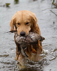 Opie