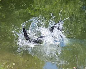 Otter Marro