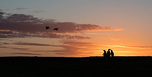 Magellanic Penguins, Bleaker Island, The Falklands