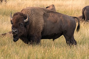 Yellowstone National Park