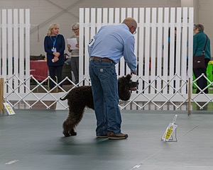 2503 - GCH CH BLACKTHORN'S KEEVA CROMPTON AX AXJ XF RN CGC (Keeva)
