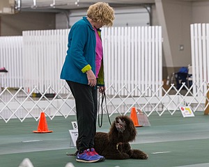 2104 - GCH ARROYO'S BEGIN THE BEGUINE AX OAJ NF (Porter)
