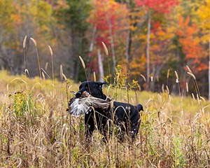 Shoreline's Dancing Girl (Sadie)