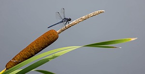 Dragonfly, Connecticut