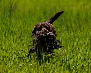 20170604-SEAL-1042.jpg