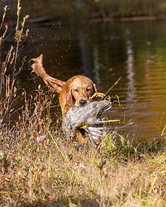 Marsha Wilcox's Pete