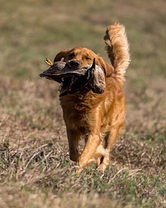 Rufus Barket