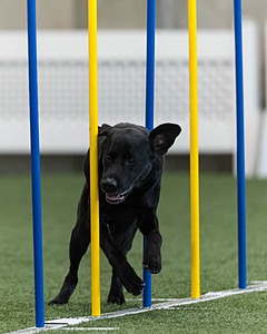 Spencer Kallipolites