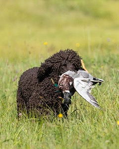 Ghillie Kezer
