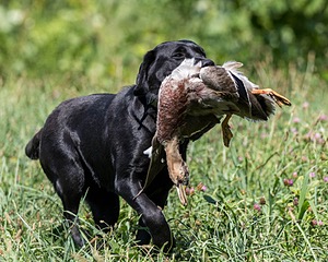 Chance Plessner