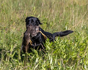 Delta Logan