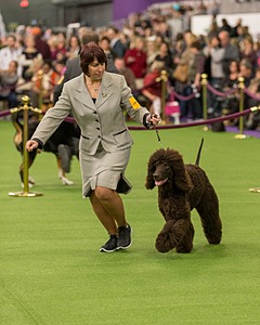 10 - GCH CH Chantico's Shelter From The Storm RN OF AX OAJ CD (Reef)