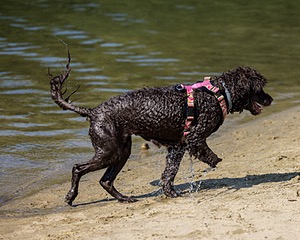 Tootsie Totten