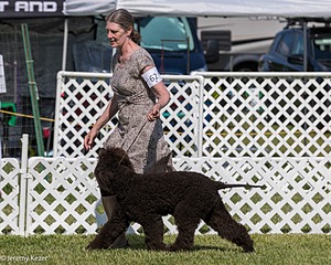 62 - GCH CH Chantico's Dark And Stormy BN RN (Kiera)