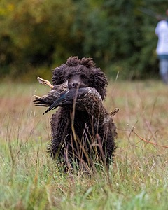 Ghillie Kezer