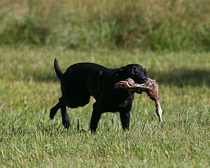 Dash Golini