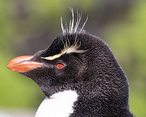 Rockhopper Penguin, Saunders Island, The Falklands