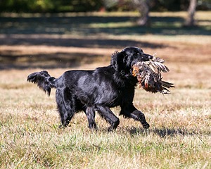 Gotcha
