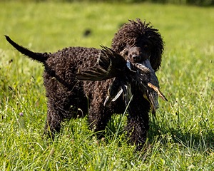 Ghillie Kezer